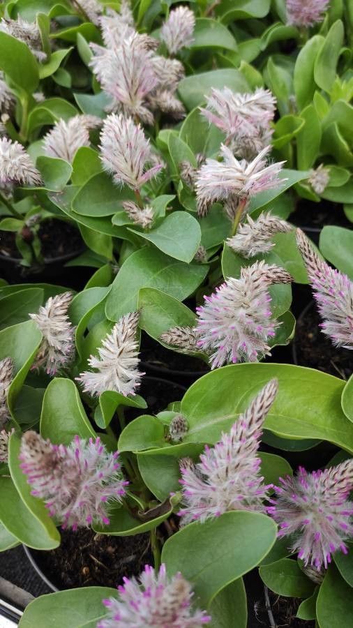 Ptilotus extenuatus habit