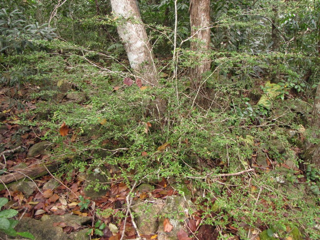 Eugenia plurinervia habit