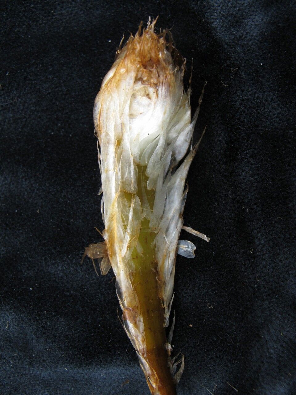 Athyrium wallichianum fruit