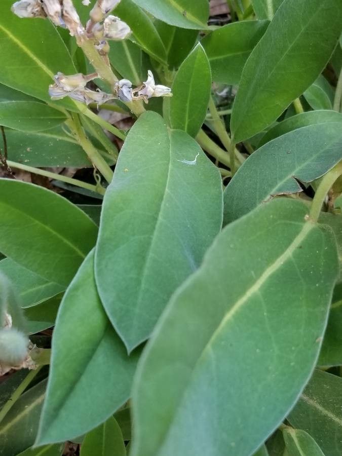 Lupinus diffusus leaf