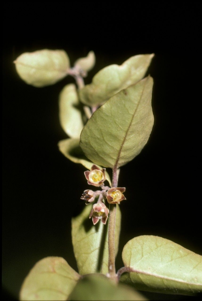 Cynanchum chilense — houseplant care guide