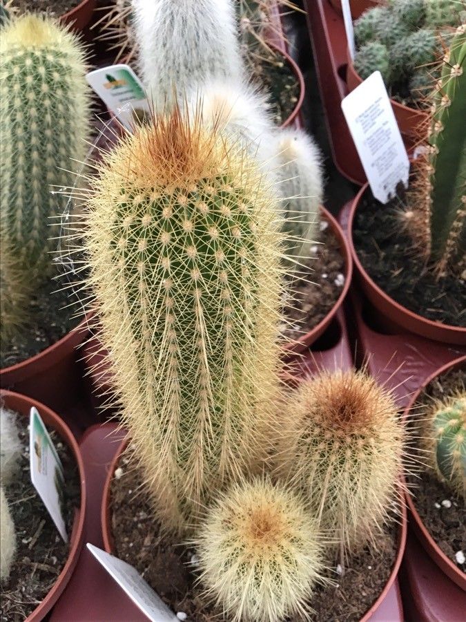 Pilosocereus chrysostele — search result for 'Pilosocereus'