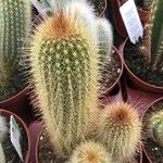 Pilosocereus chrysostele