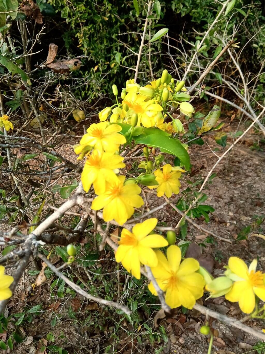 Ochna lanceolata flower