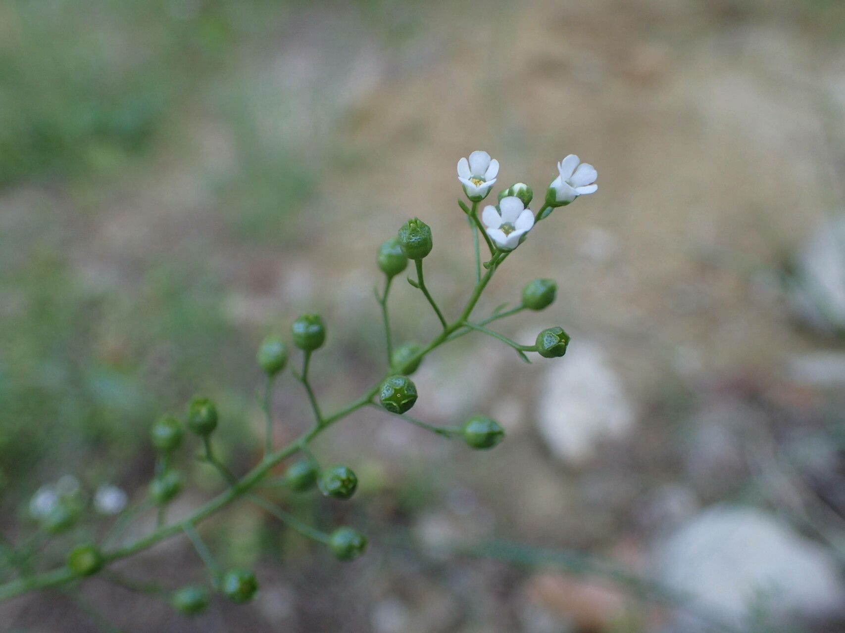 Samolus valerandi fruit