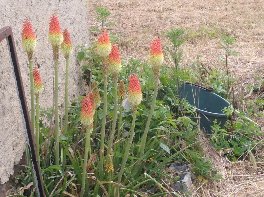 Kniphofia hirsuta flower