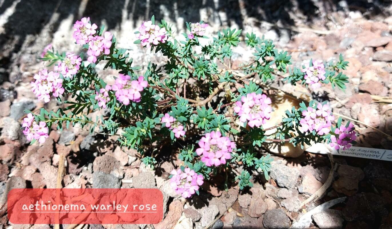 Aethionema armenum — related species from the same genus