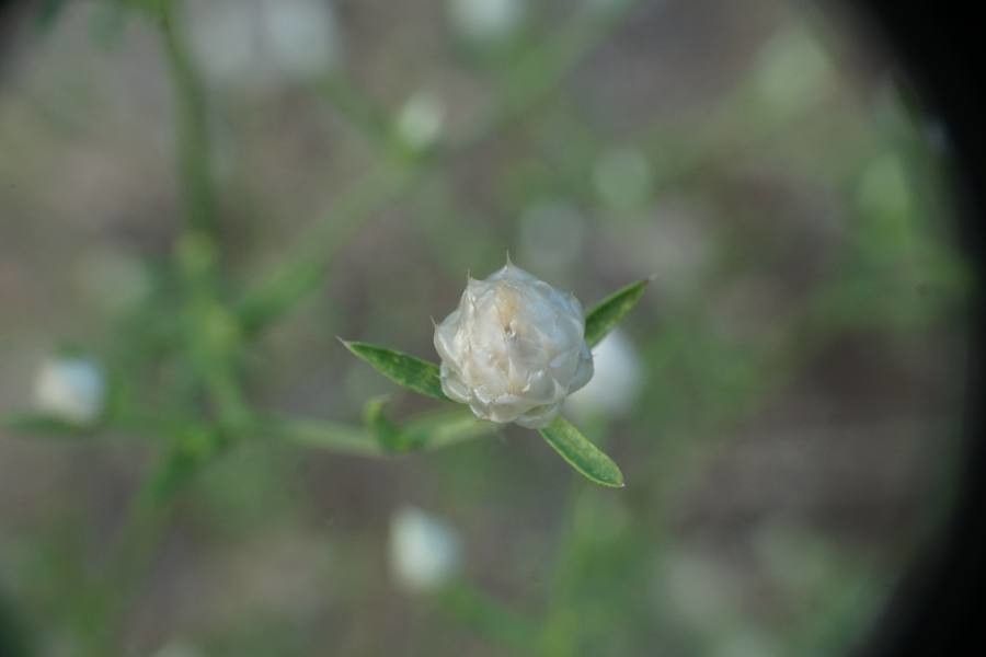 Centaurea aplolepa fruit