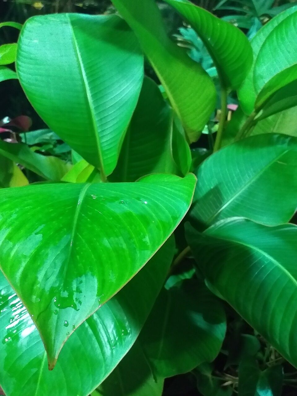 Heliconia indica — search result for 'Heliconia'