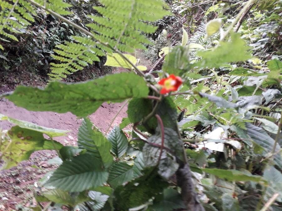 Impatiens gesneroidea flower