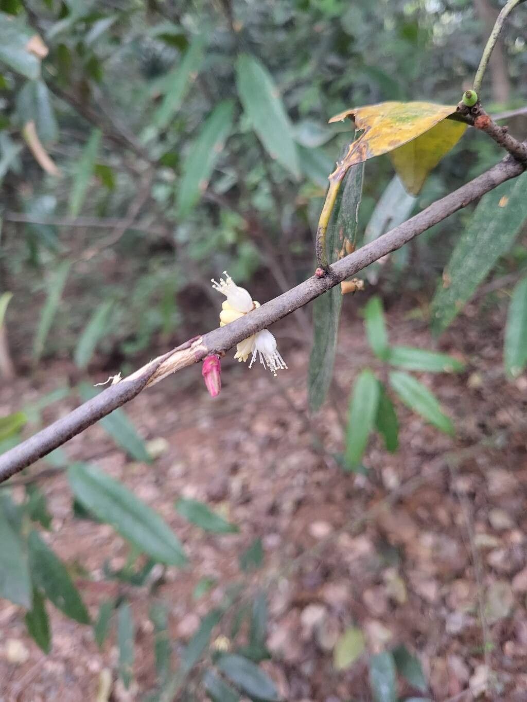 Symplocos stellaris — houseplant care guide