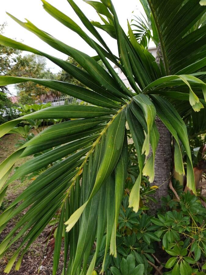 Veitchia merrillii leaf