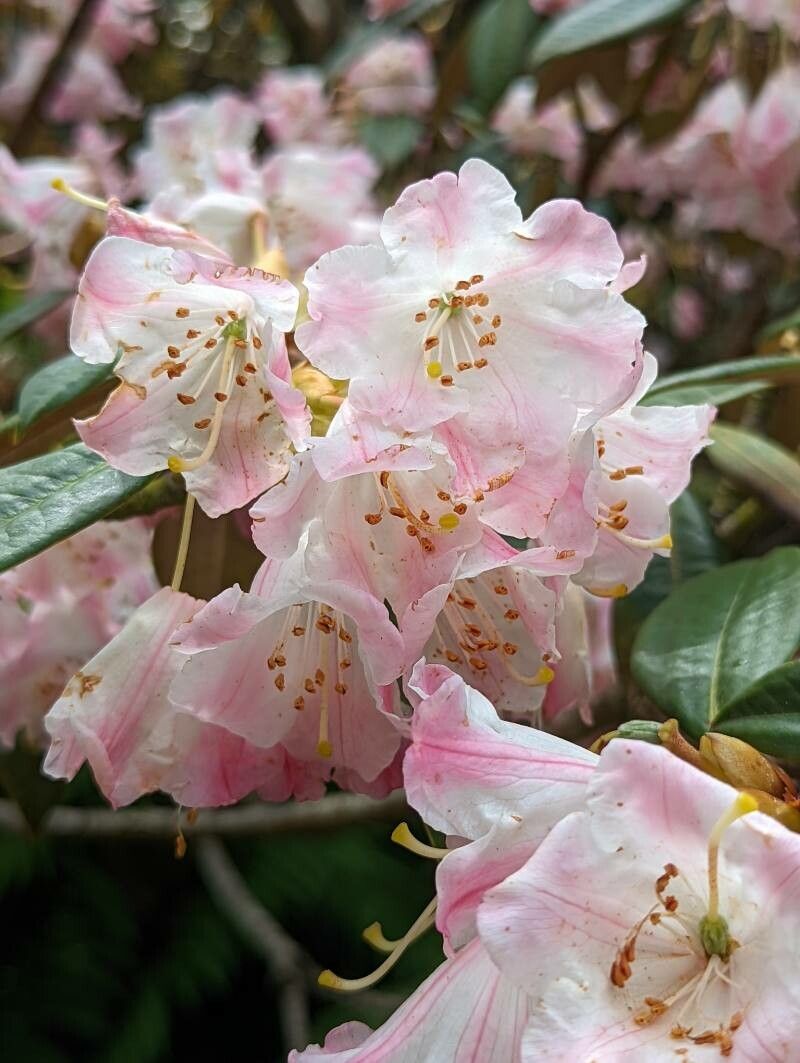 Rhododendron insigne flower