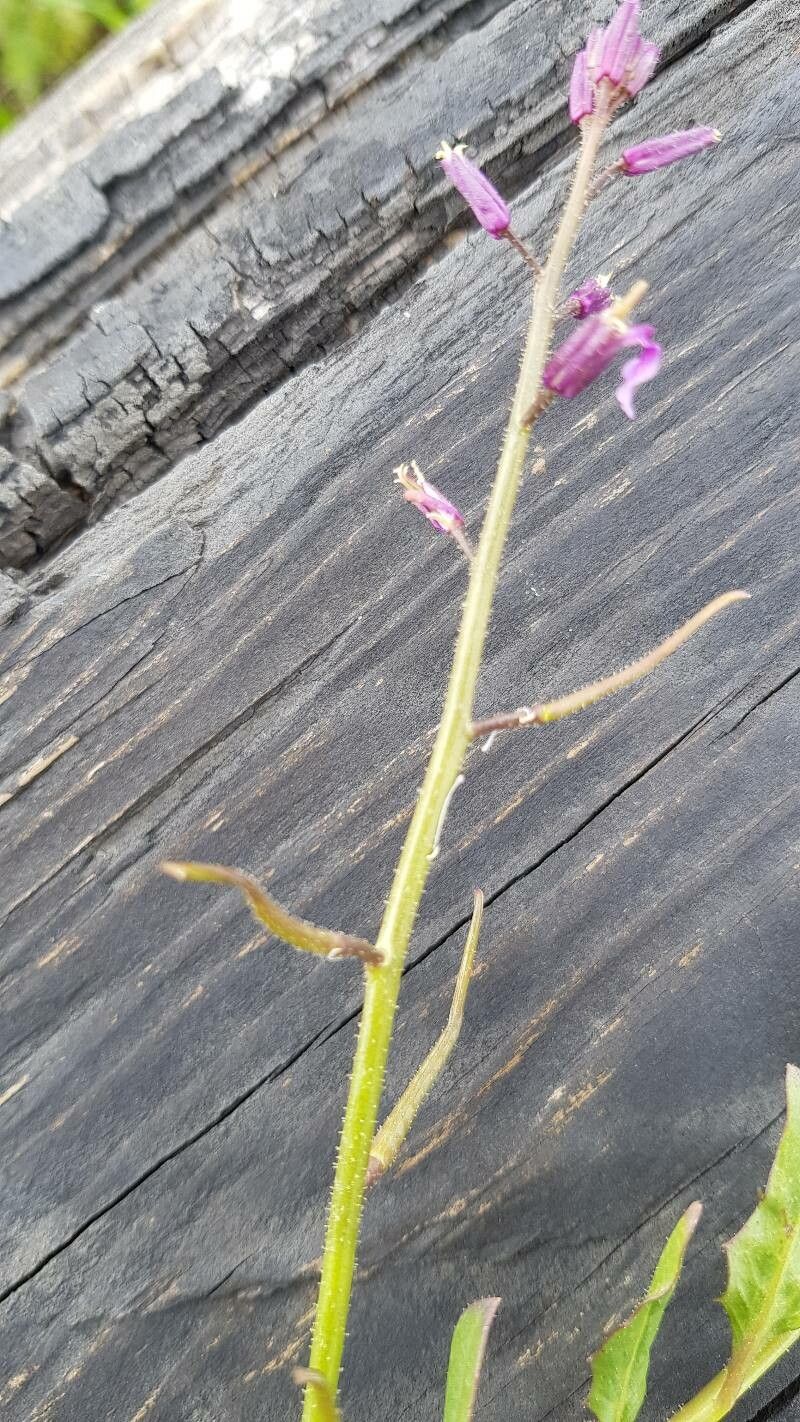 Chorispora tenella fruit