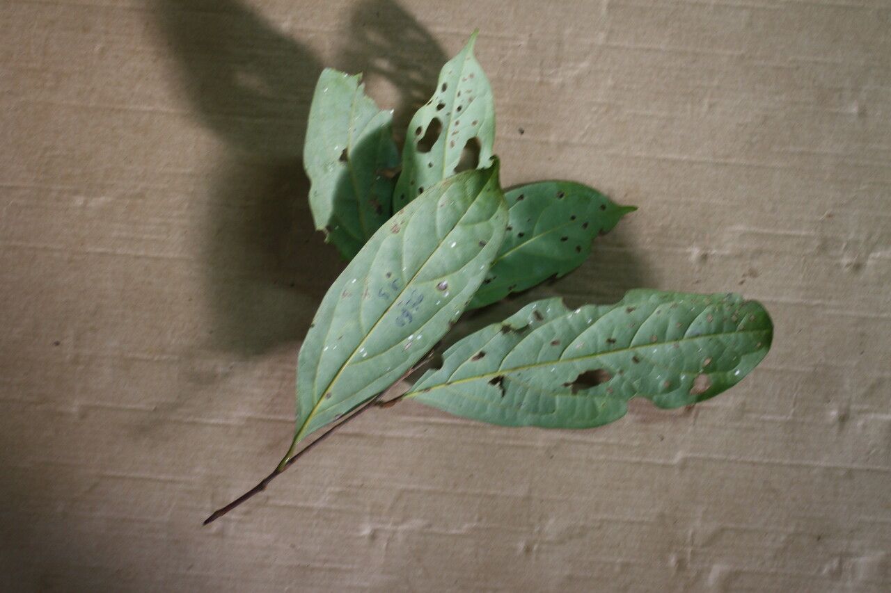 Licaria chrysophylla leaf