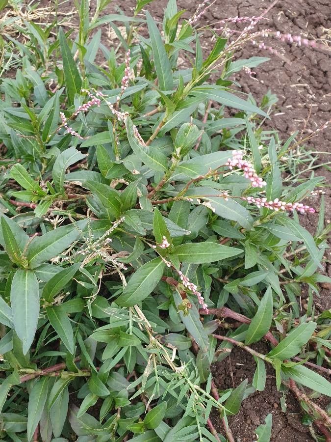 Persicaria strigosa habit