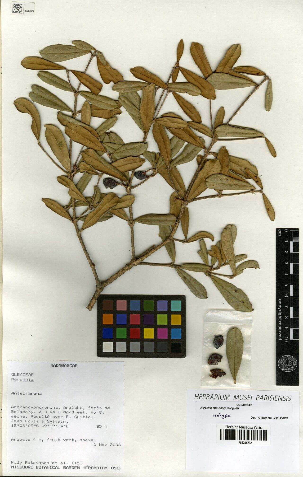 Noronhia ratovosonii — houseplant care guide