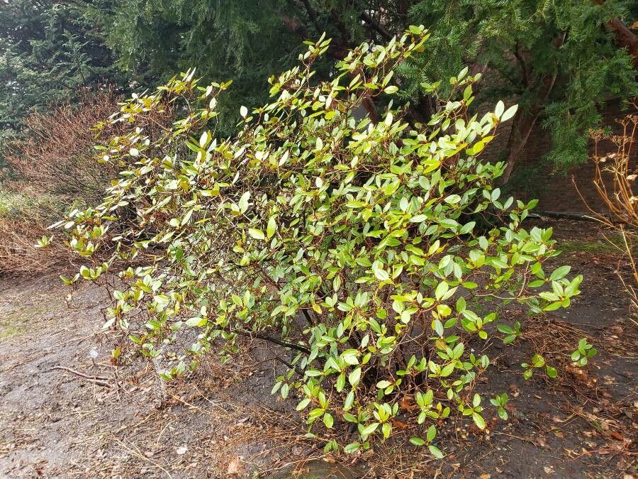 Rhododendron carolinianum habit