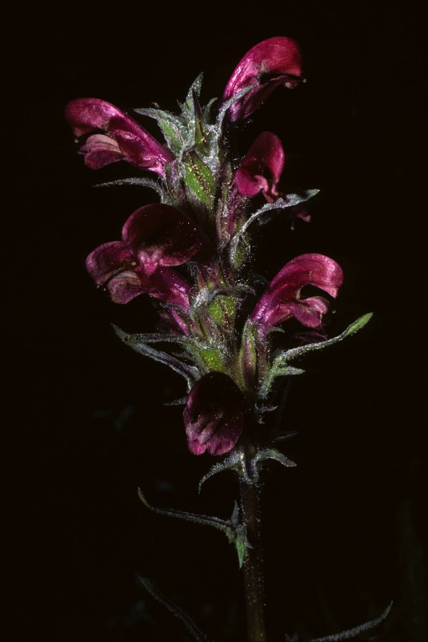 Pedicularis cystopteridifolia — search result for 'Pedicularis'