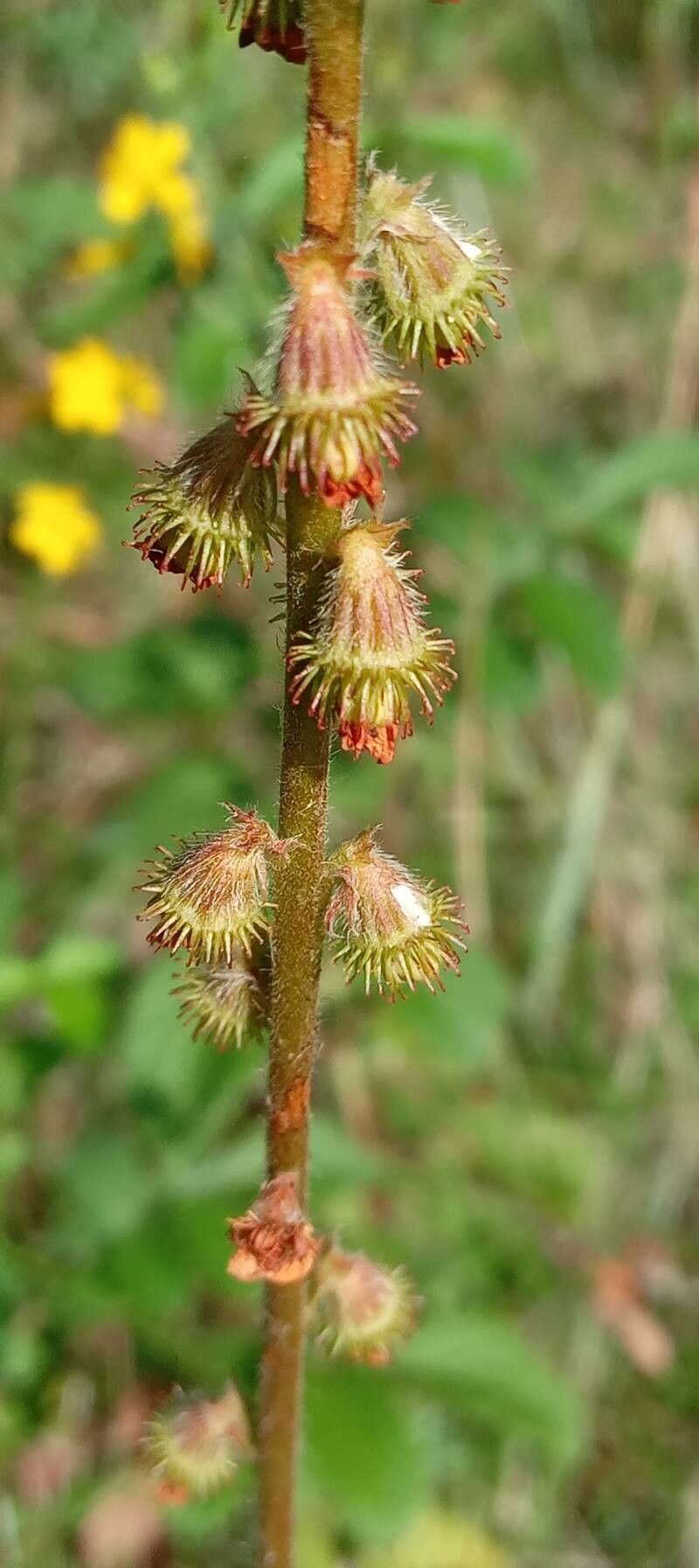 Agrimonia eupatoria fruit