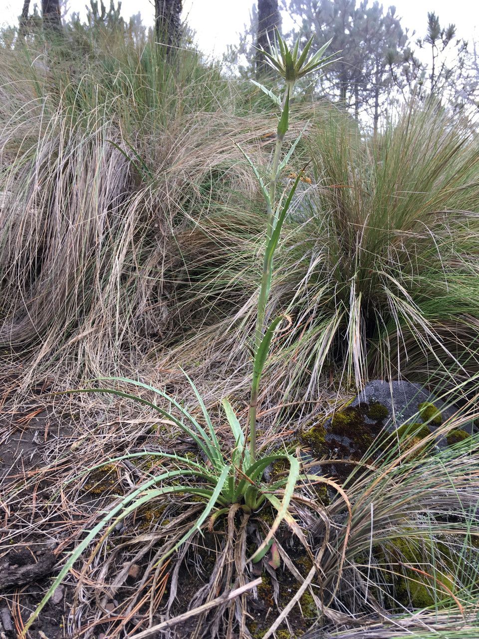 Eryngium proteiflorum habit