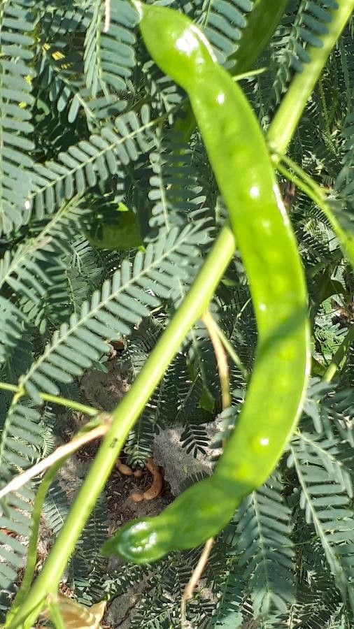Prosopis juliflora fruit