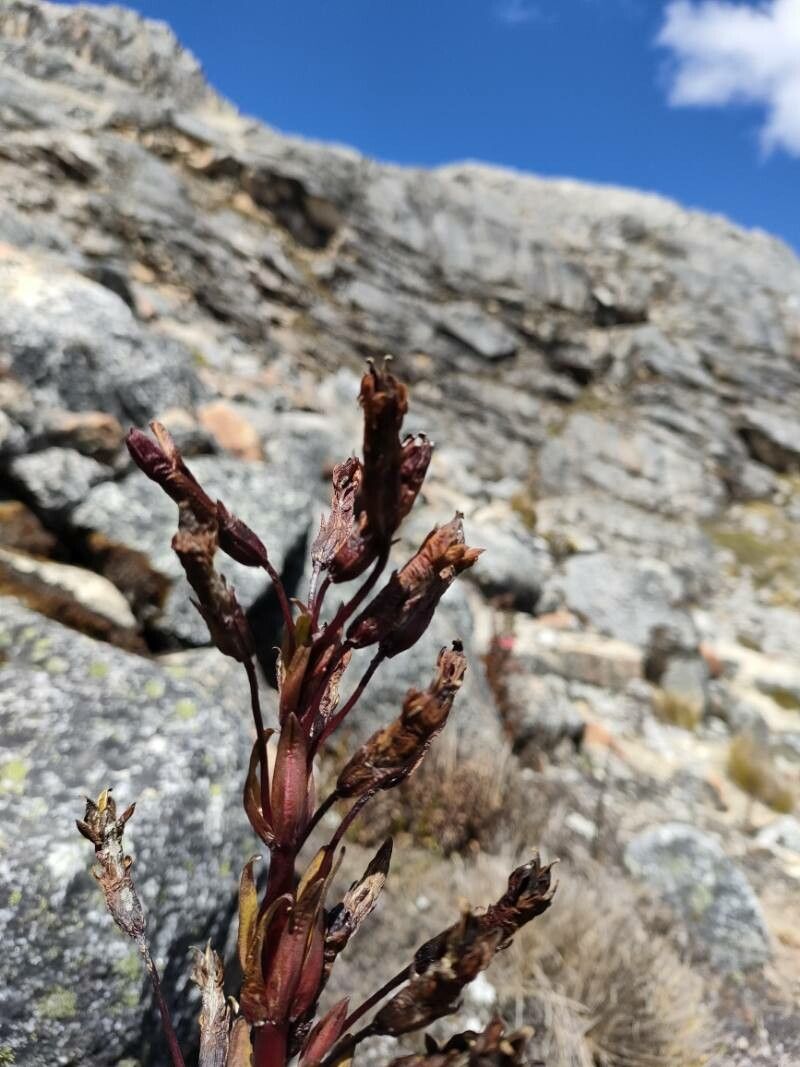 Gentianella weberbaueri fruit