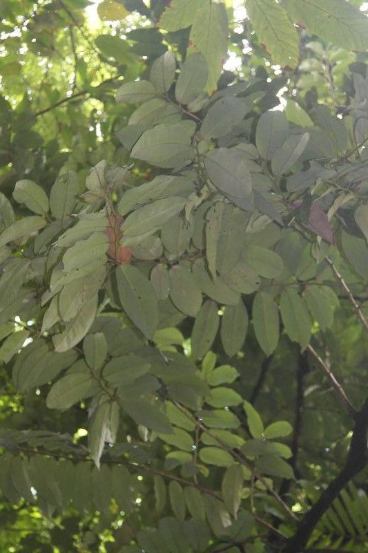 Sideroxylon sessiliflorum leaf