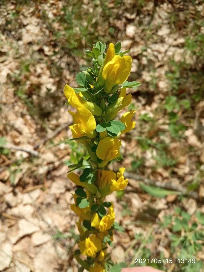 Chamaecytisus ruthenicus flower