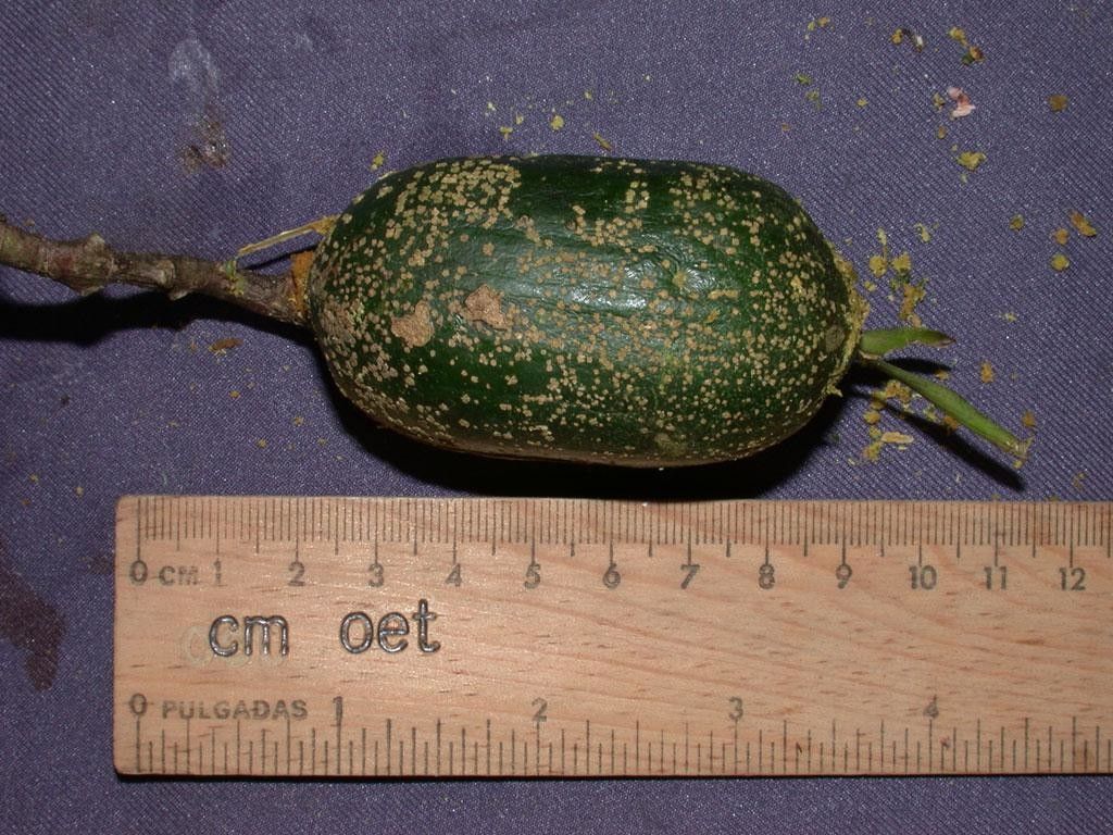 Randia altiscandens other