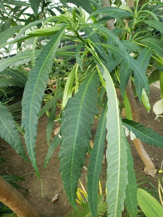 Brugmansia × cubensis leaf