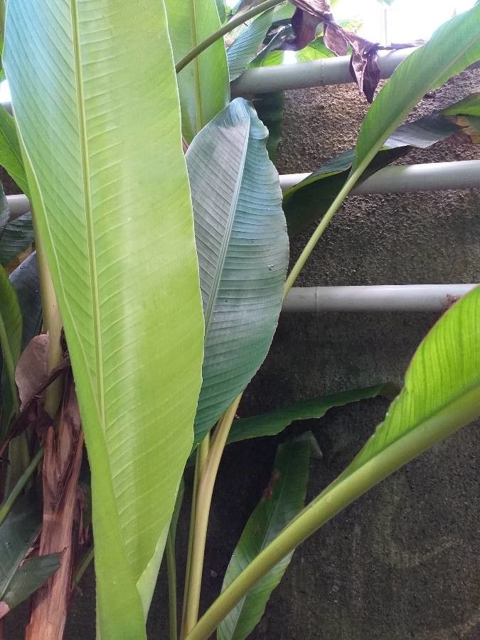 Musa beccarii leaf