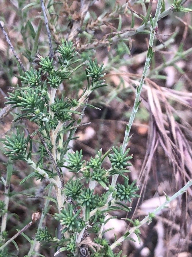Linum suffruticosum leaf