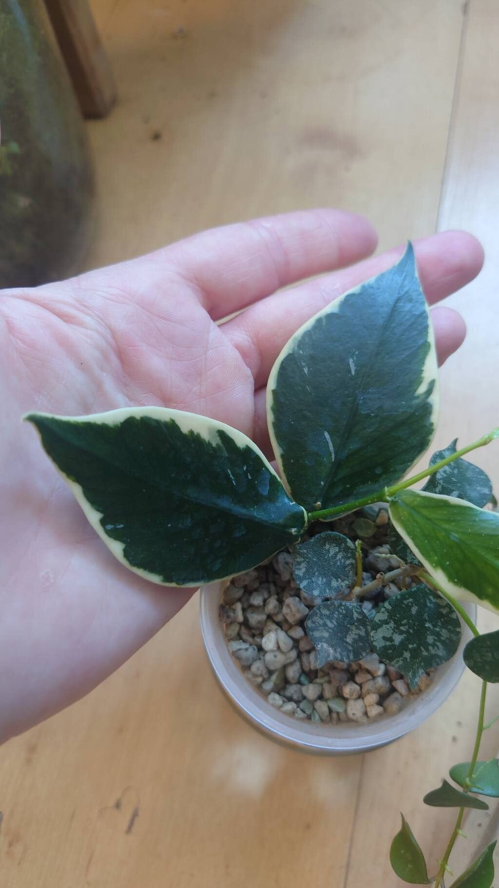 Hoya polyneura — search result for 'Hoya'