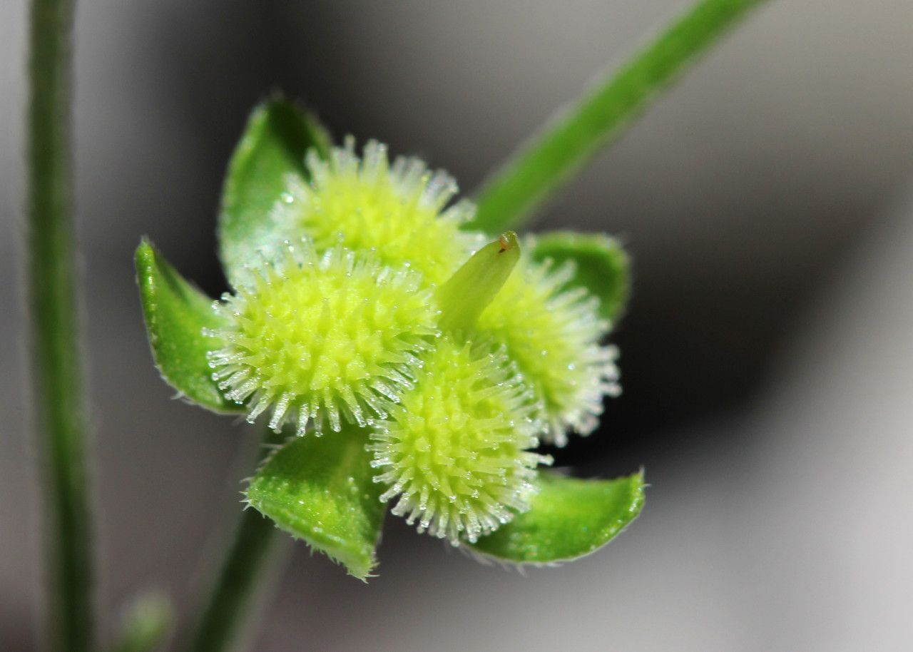 Cynoglossum pustulatum fruit