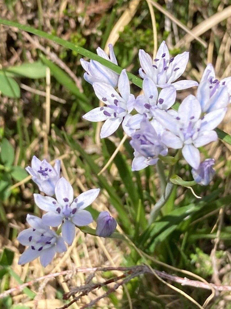 Tractema umbellata flower