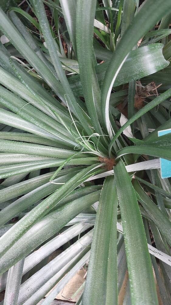 Pitcairnia sastrei — search result for 'Pitcairnia'