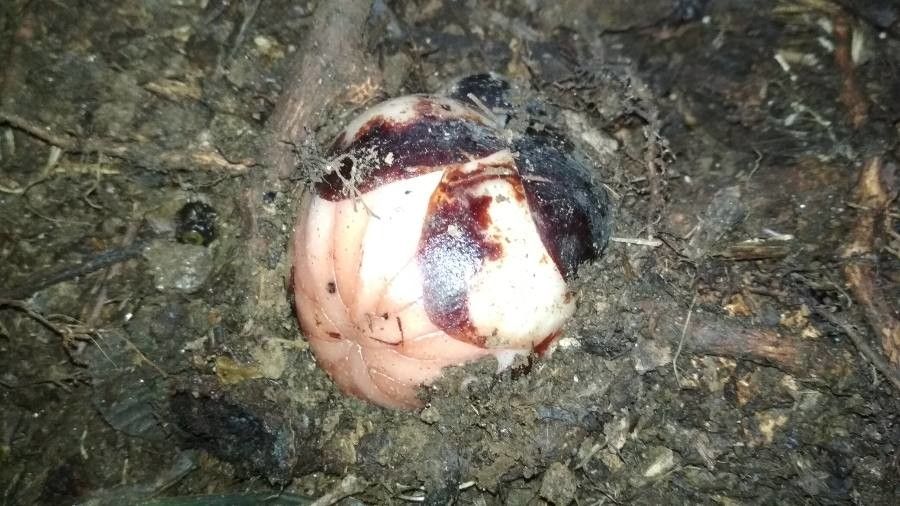 Rhizanthes zippelii — search result for 'Tetrastigma'