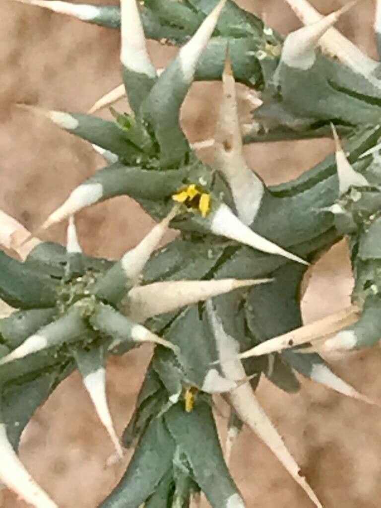 Cornulaca aucheri leaf