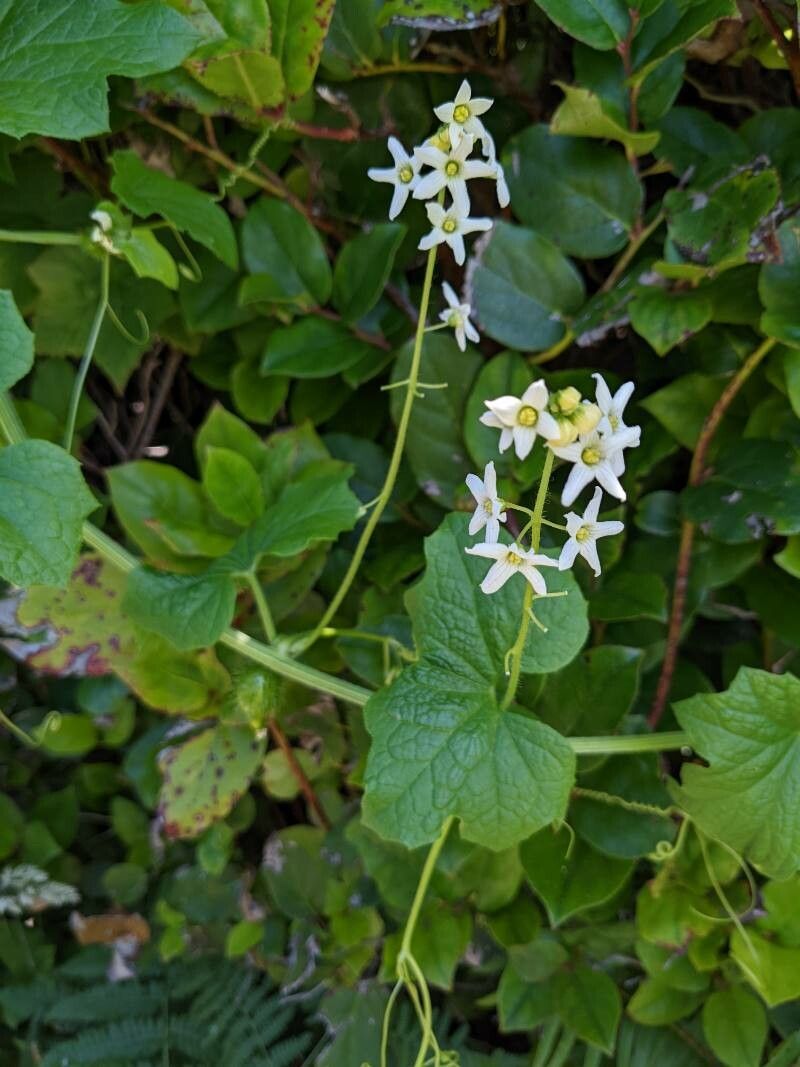 Marah fabacea flower