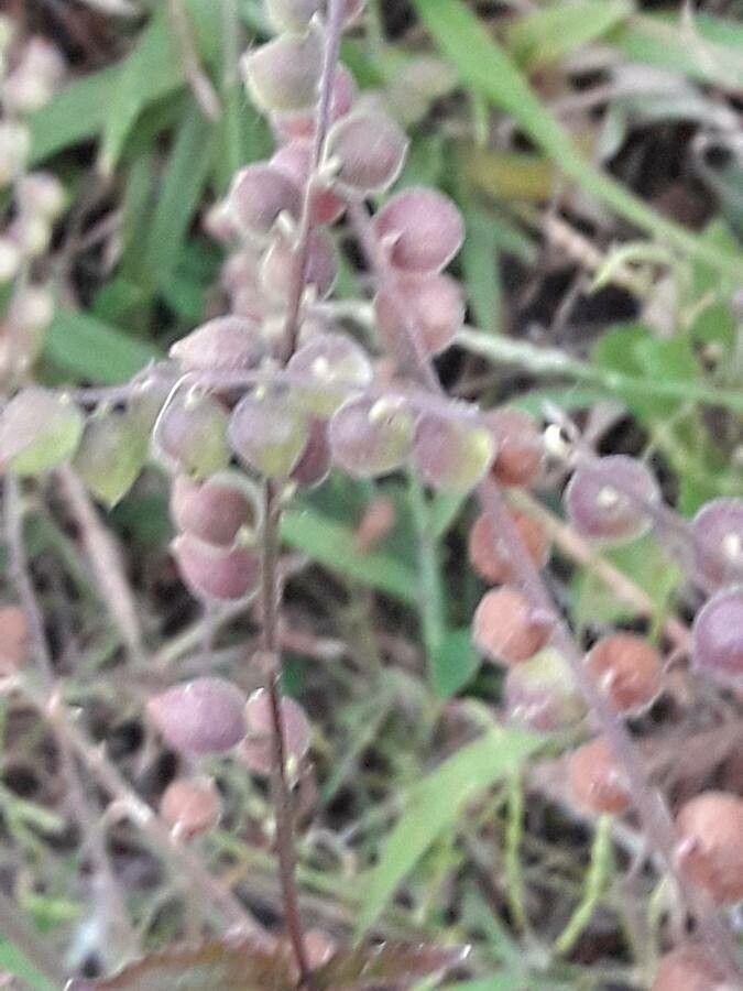 Priva lappulacea fruit