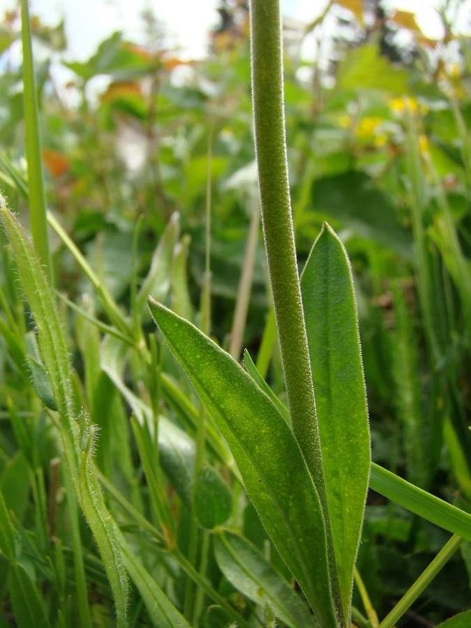 Silene roemeri leaf