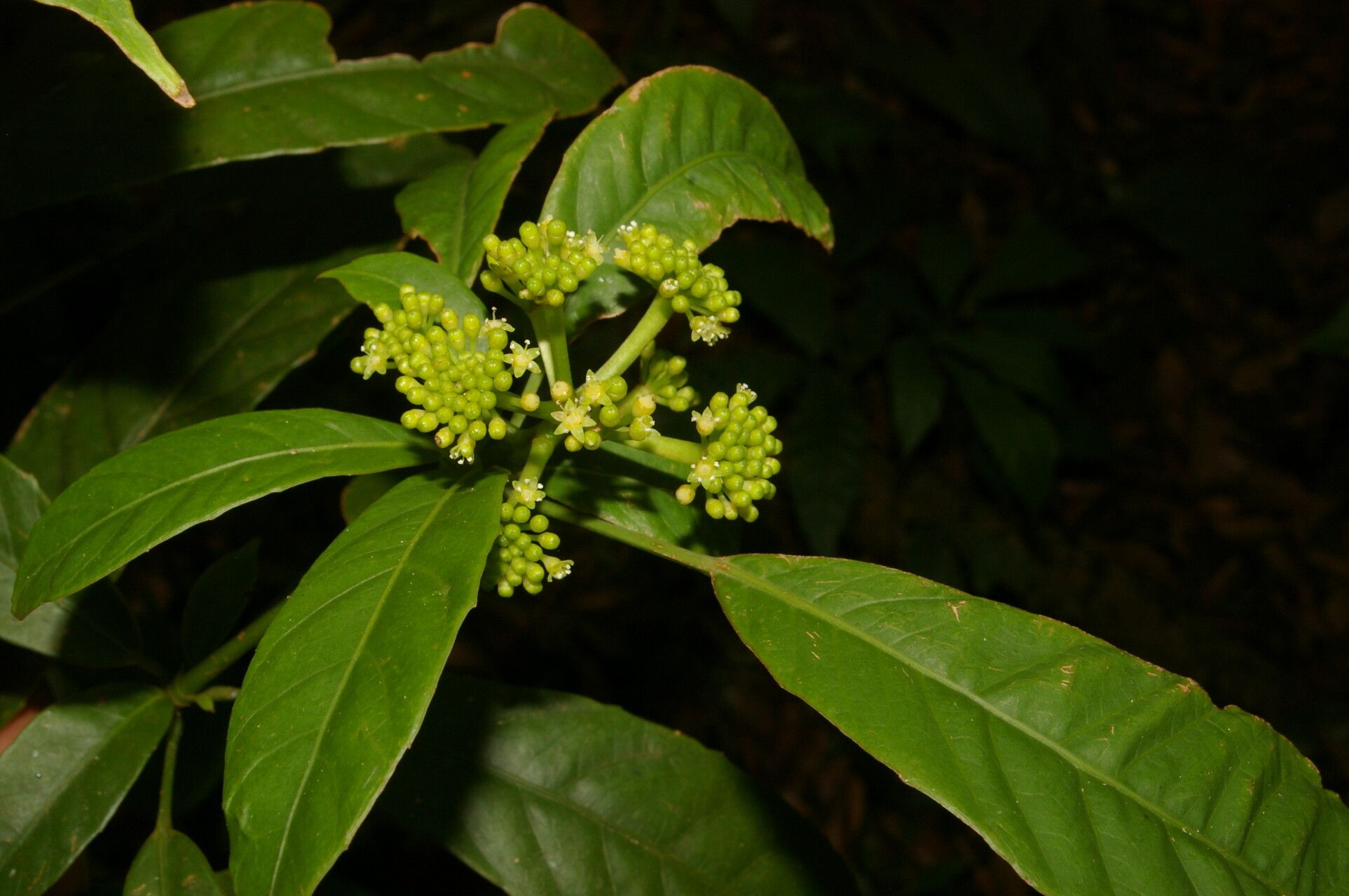 Dendropanax stenodontus — search result for 'Dendropanax'