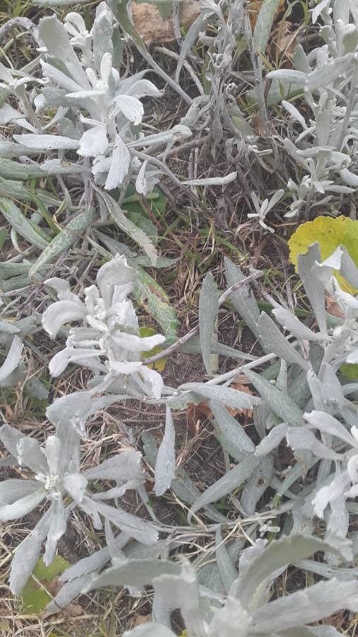 Eriodictyon tomentosum leaf