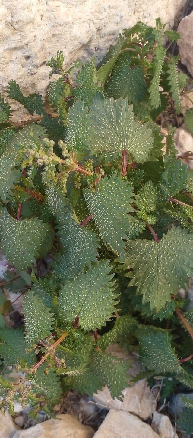 Urtica fragilis flower