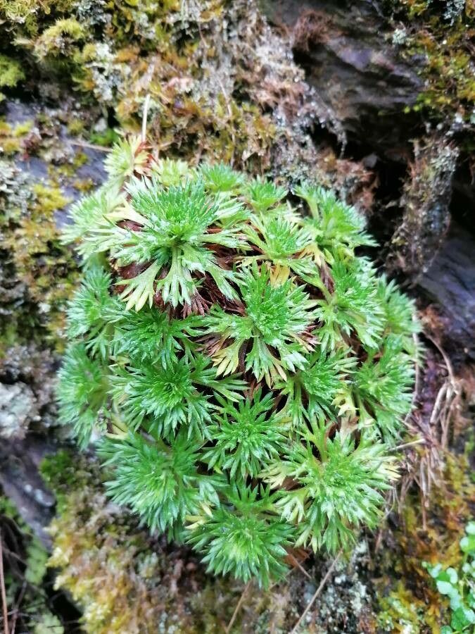 Saxifraga fragosoi leaf