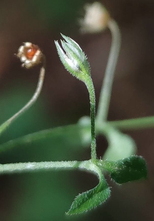 Stellaria apetala flower
