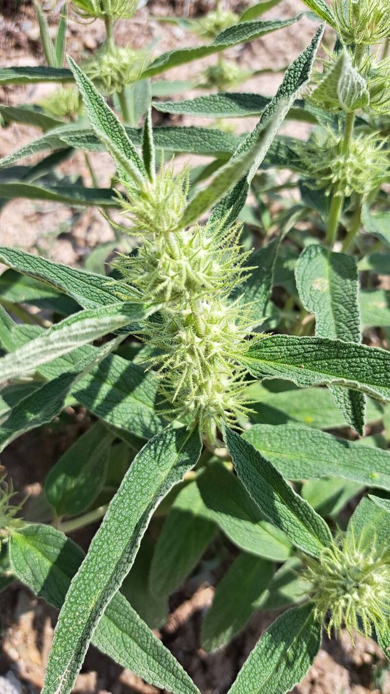 Phlomis cancellata flower