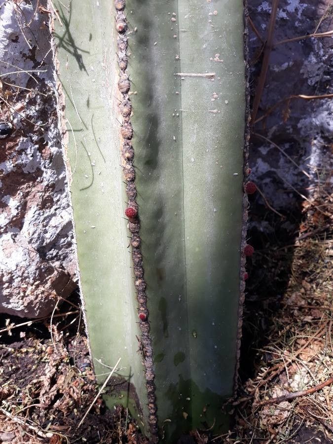 Marginatocereus marginatus flower
