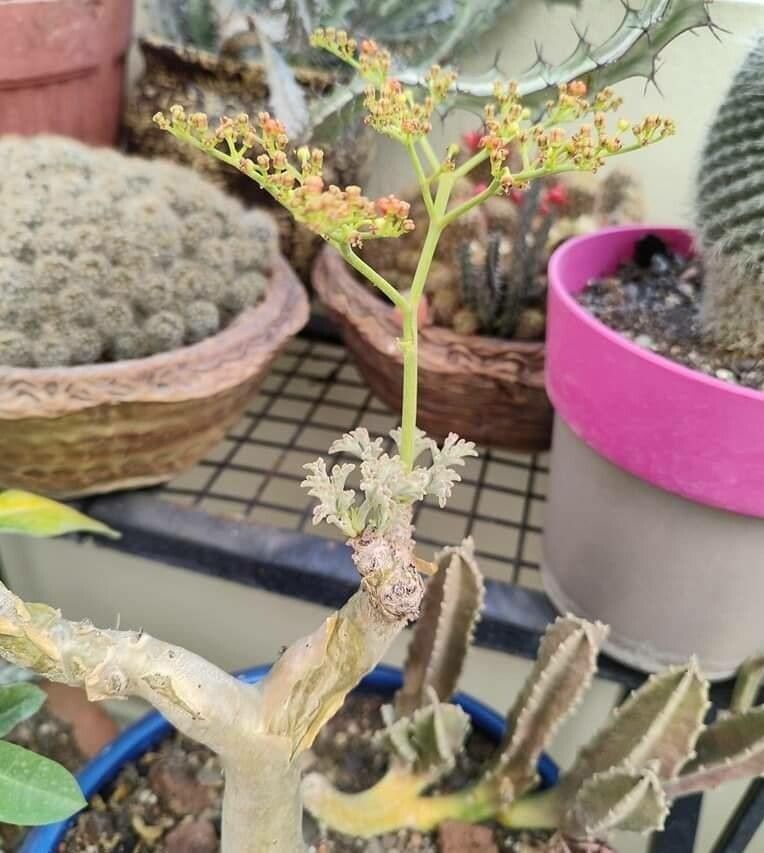 Cyphostemma adenocarpum — related species from the same genus